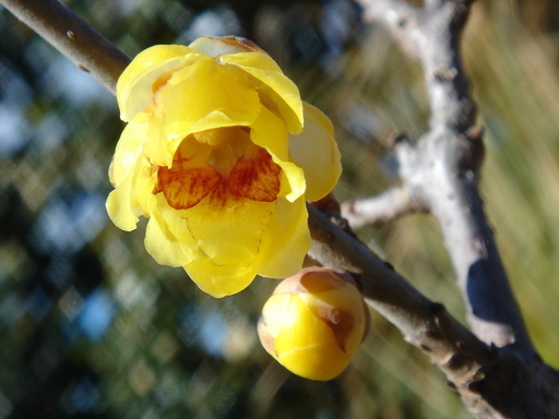 �^�N����́u��͉��|�v