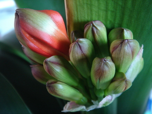 �^�N����́u��͉��|�v