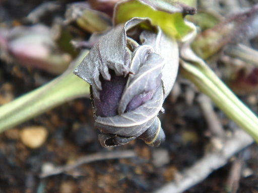 �^�N����́u��͉��|�v