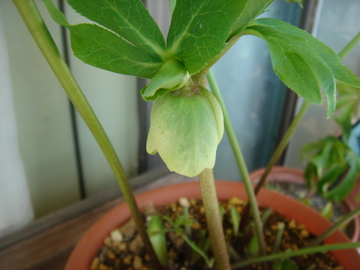 �^�N����́u��͉��|�v