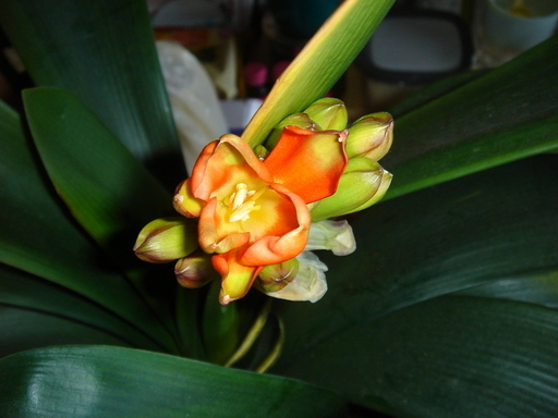 �^�N����́u��͉��|�v