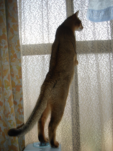 �^�N����́u��͉��|�v