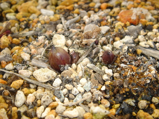 �^�N����́u��͉��|�v