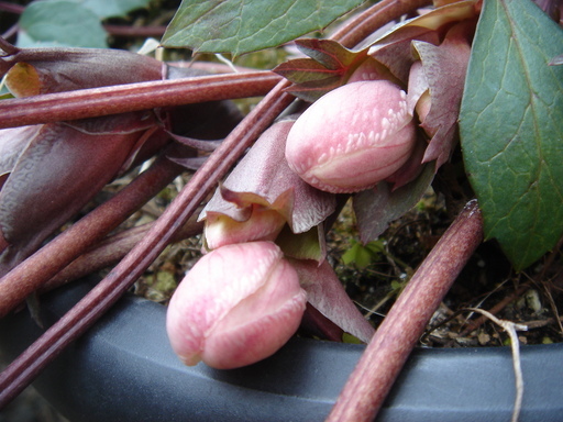 �^�N����́u��͉��|�v