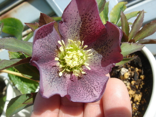 �^�N����́u��͉��|�v