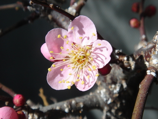 �^�N����́u��͉��|�v