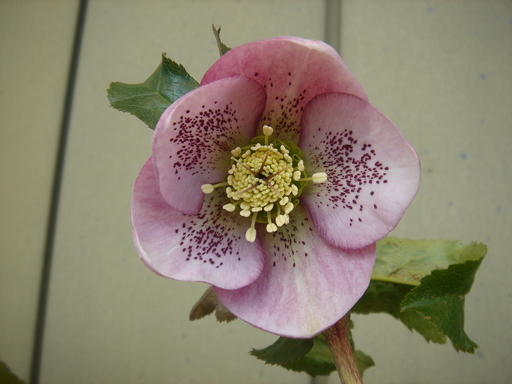 �^�N����́u��͉��|�v