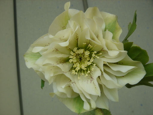 �^�N����́u��͉��|�v