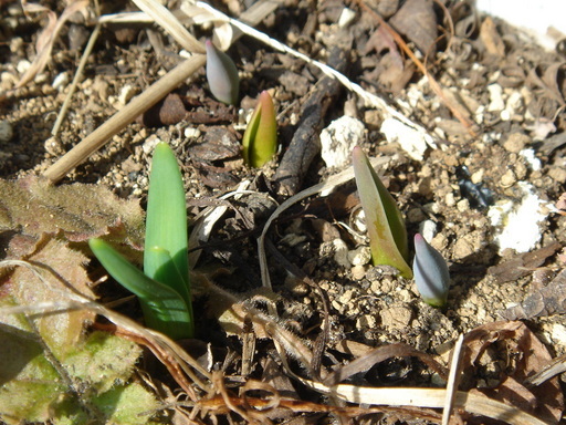 �^�N����́u��͉��|�v