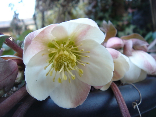 �^�N����́u��͉��|�v