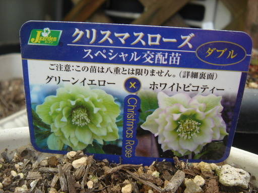 �^�N����́u��͉��|�v