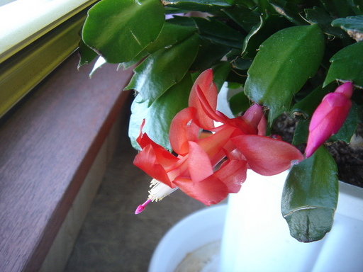 �^�N����́u��͉��|�v