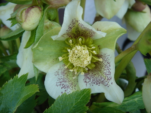 �^�N����́u��͉��|�v