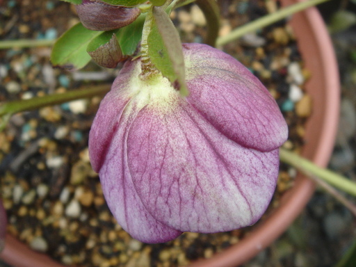 �^�N����́u��͉��|�v