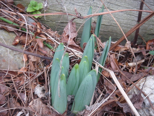 �^�N����́u��͉��|�v