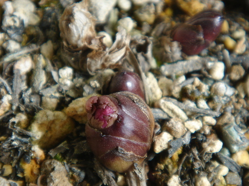 �^�N����́u��͉��|�v