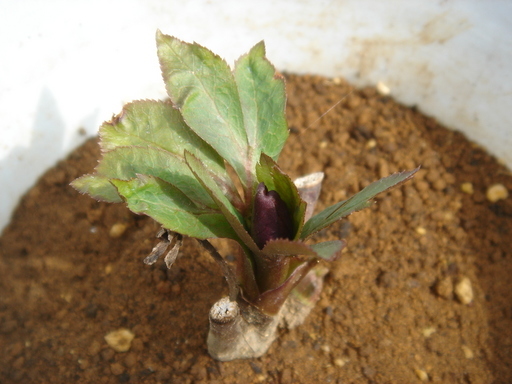 �^�N����́u��͉��|�v