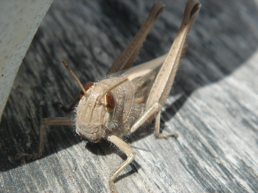 �^�N����́u��͉��|�v