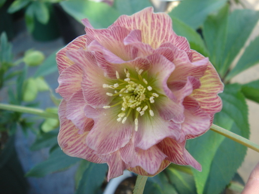 �^�N����́u��͉��|�v