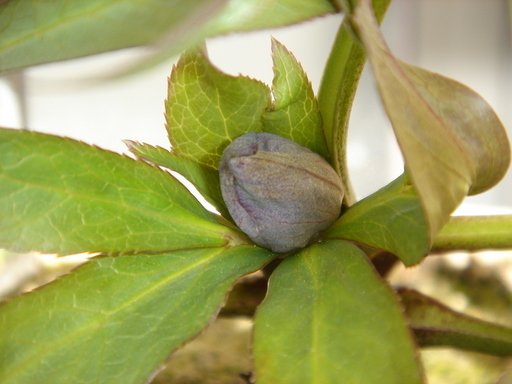 �^�N����́u��͉��|�v