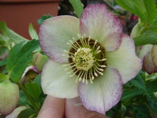 �^�N����́u��͉��|�v