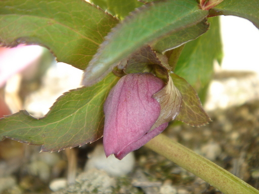 �^�N����́u��͉��|�v