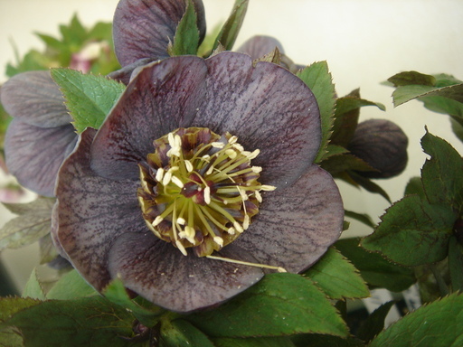 �^�N����́u��͉��|�v