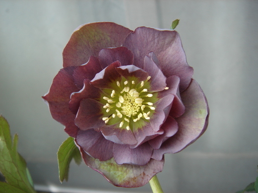 �^�N����́u��͉��|�v