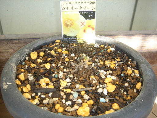 �^�N����́u��͉��|�v