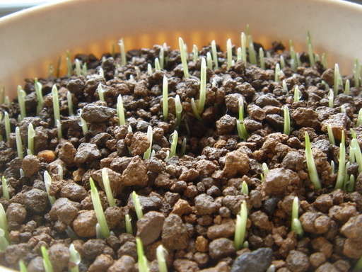 �^�N����́u��͉��|�v