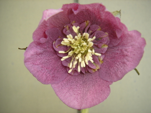 �^�N����́u��͉��|�v