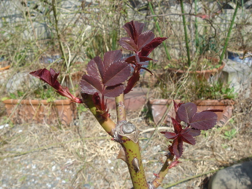 �^�N����́u��͉��|�v