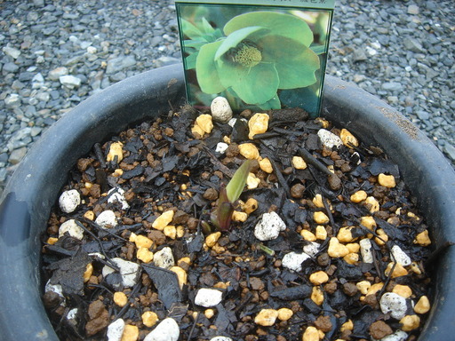 �^�N����́u��͉��|�v