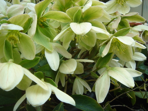 �^�N����́u��͉��|�v