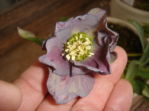 �^�N����́u��͉��|�v