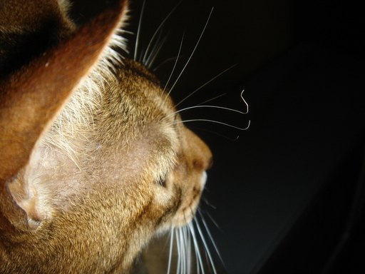 �^�N����́u��͉��|�v