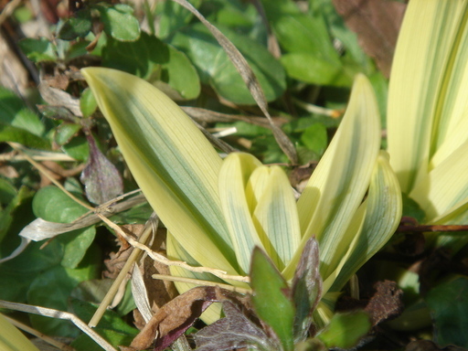 �^�N����́u��͉��|�v