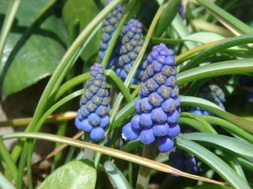 �^�N����́u��͉��|�v