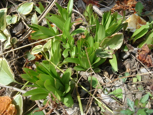 �^�N����́u��͉��|�v