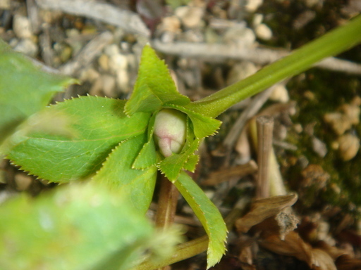 �^�N����́u��͉��|�v