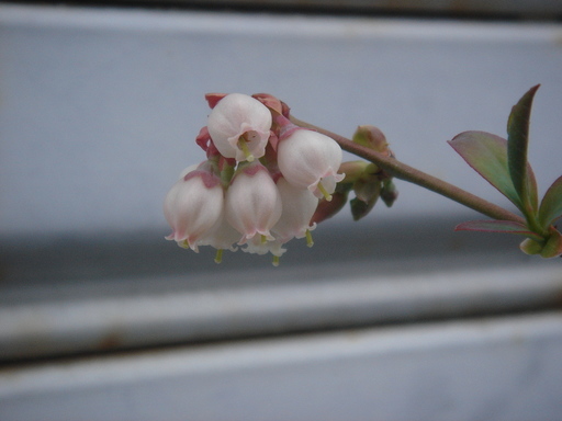 �^�N����́u��͉��|�v