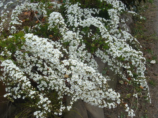 �^�N����́u��͉��|�v