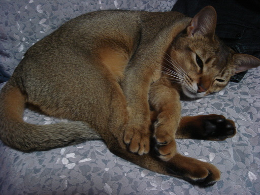 �^�N����́u��͉��|�v