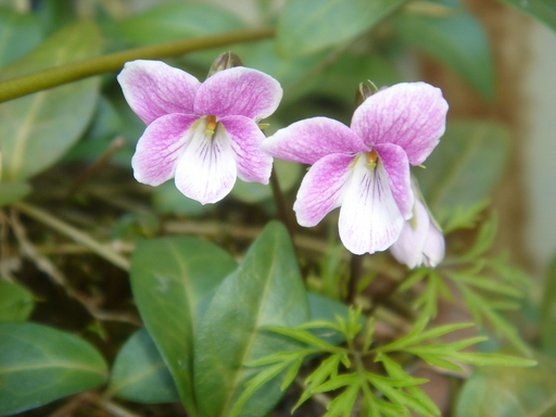 �^�N����́u��͉��|�v