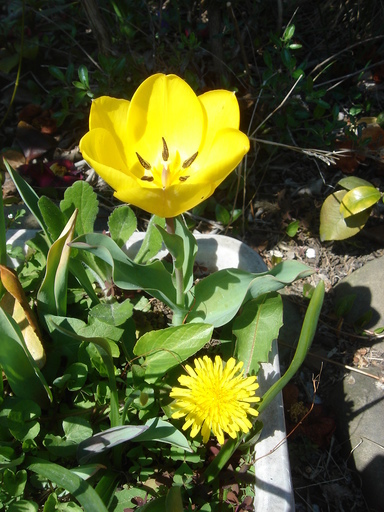 �^�N����́u��͉��|�v