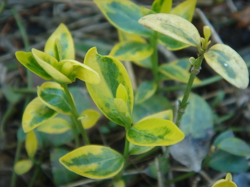 �^�N����́u��͉��|�v