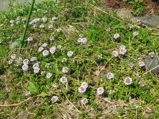 �^�N����́u��͉��|�v