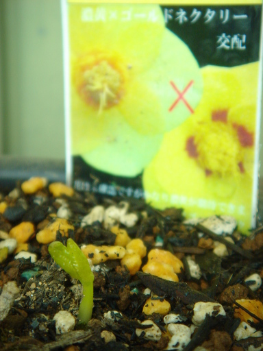 �^�N����́u��͉��|�v