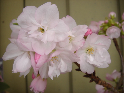 �^�N����́u��͉��|�v