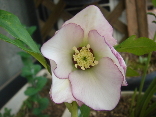 �^�N����́u��͉��|�v